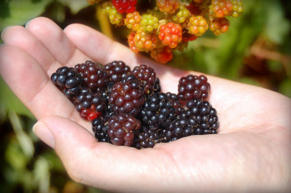 blackberries